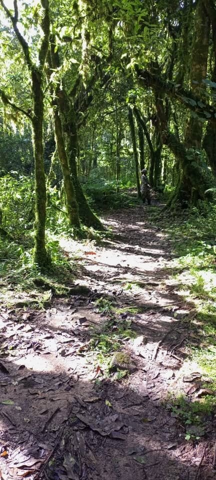 Sunlit forest trail winding through dense, mossy rainforest in Bwindi Impenetrable Forest, Uganda, showing the depth and layered structure of the forest canopy and undergrowth.