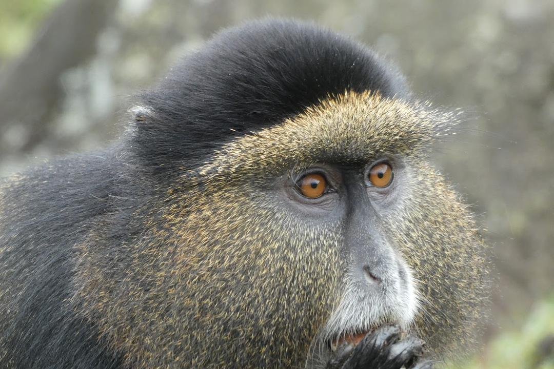 Close-up of a golden monkey's face in Uganda's forest