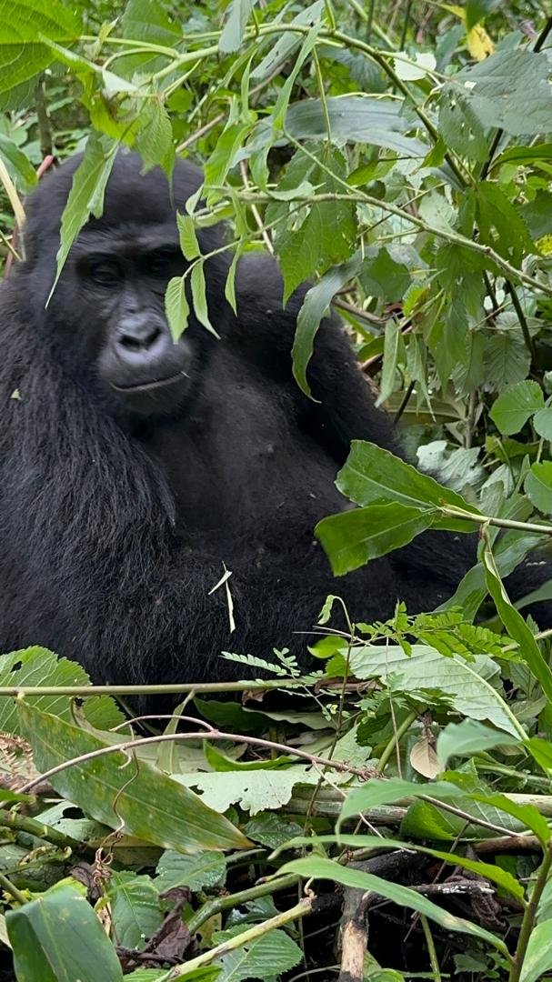 Gorilla resting in forest canopy in Uganda