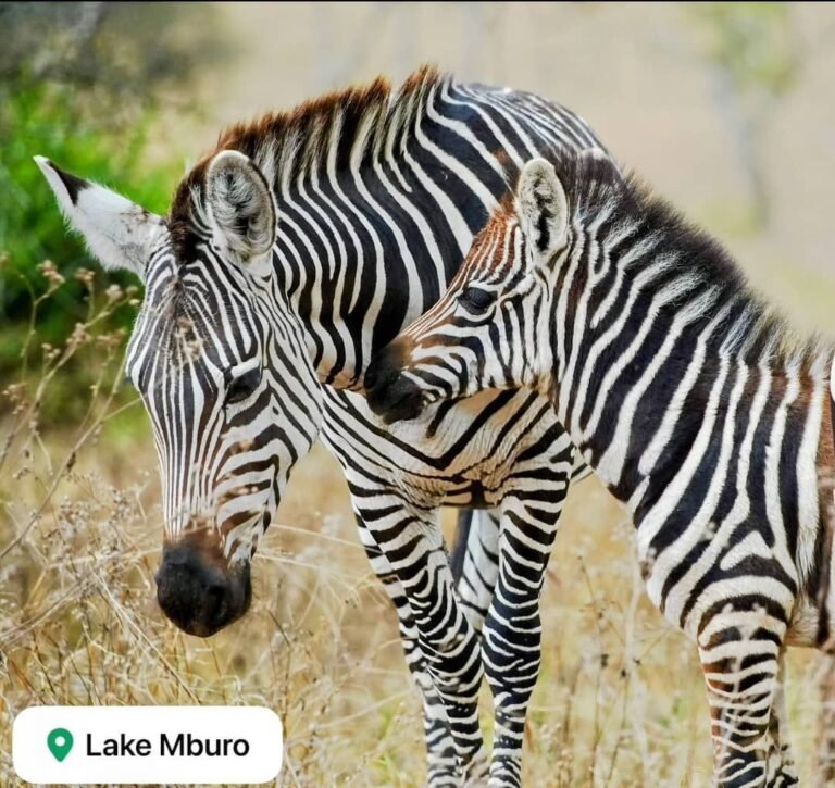 Two zebras in Lake Mburo National Park
