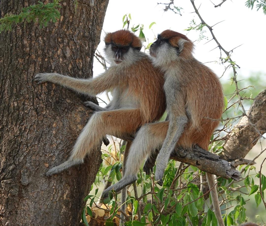 Monkeys resting together on a tree branch in Uganda
