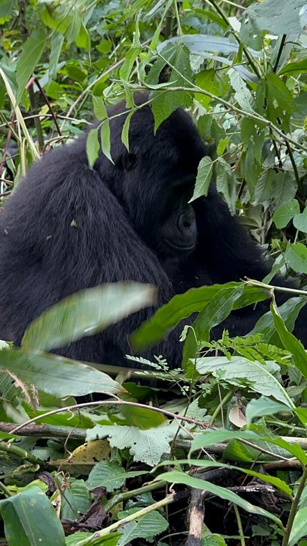 Mountain gorilla close-up in Bwindi forest foliage