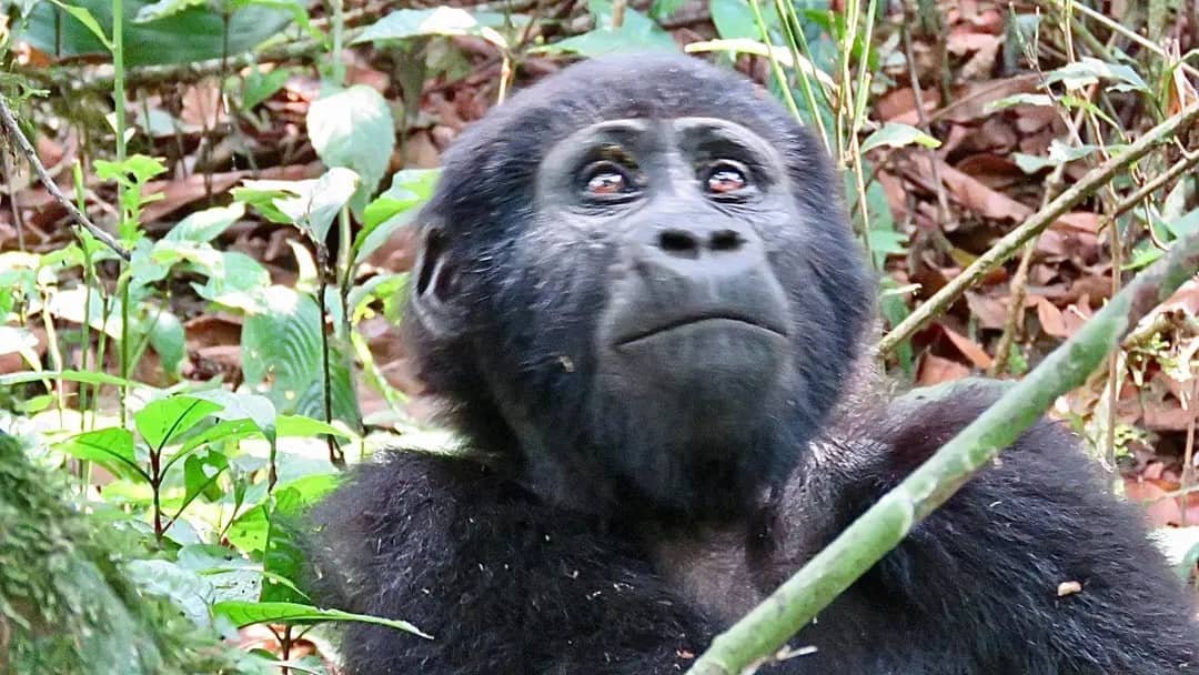 muddy boots after gorilla trekking in Bwindi Impenetrable National Park