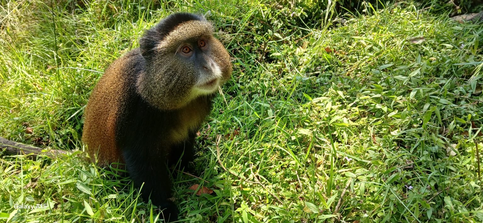 Golden monkey sitting in grass in Mgahinga Gorilla National Park
