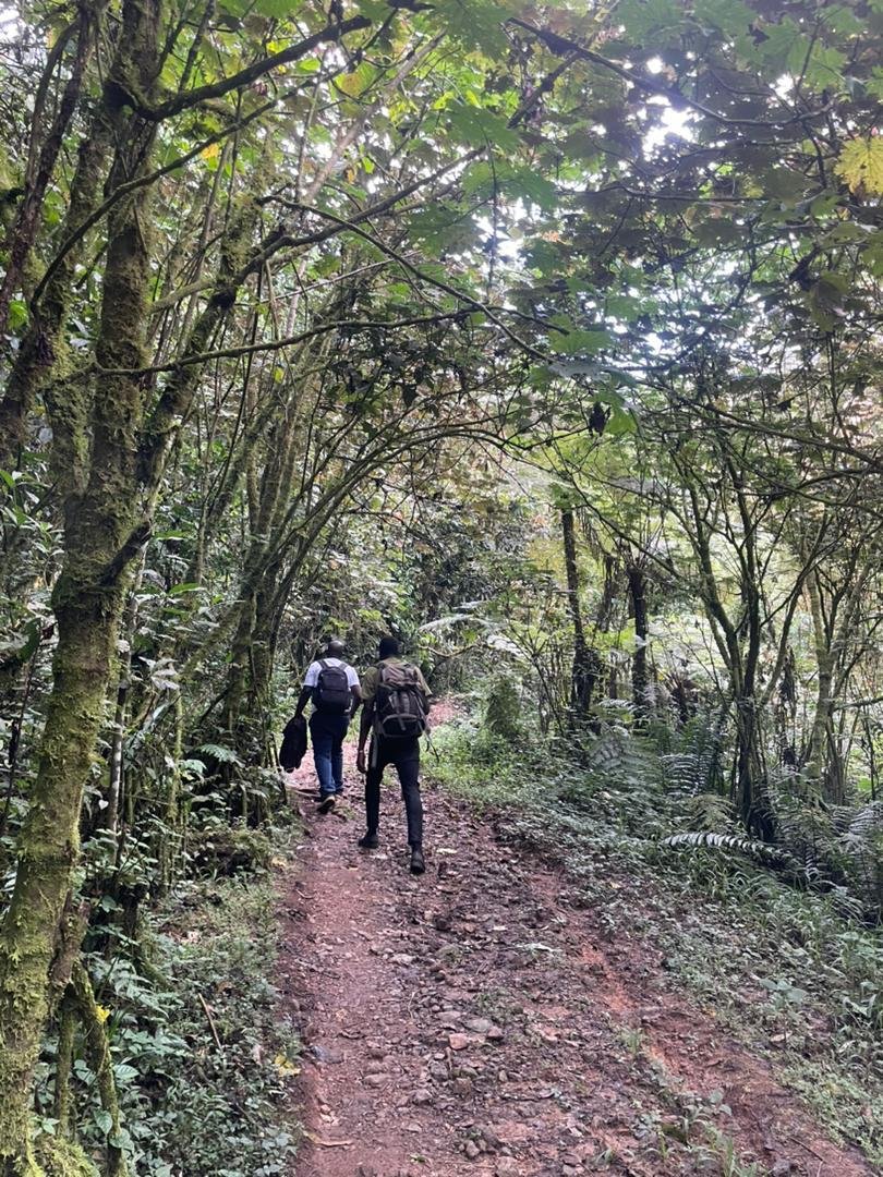 Two walkers with backpacks on a red-earth trail beneath the forest canopy