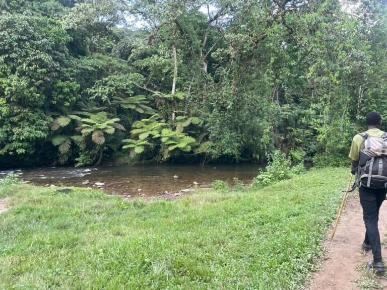 A hiker approaching the Ivy River on the Nkuringo to Buhoma trail